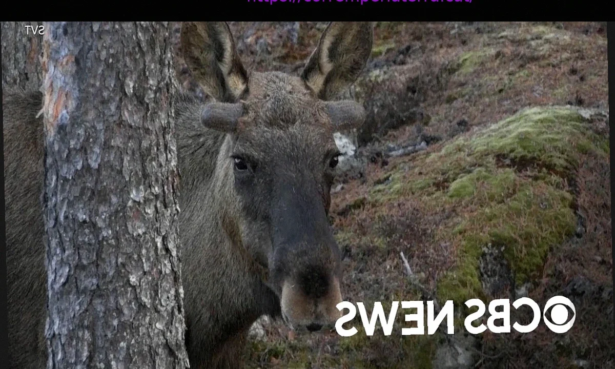 Manitoba Moose Regresa a los Playoffs de la Calder Cup 2026